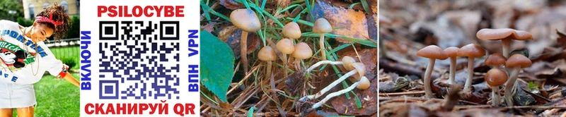 kraken ССЫЛКА  Сибай  Псилоцибиновые грибы Psilocybe 